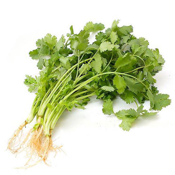 Coriander